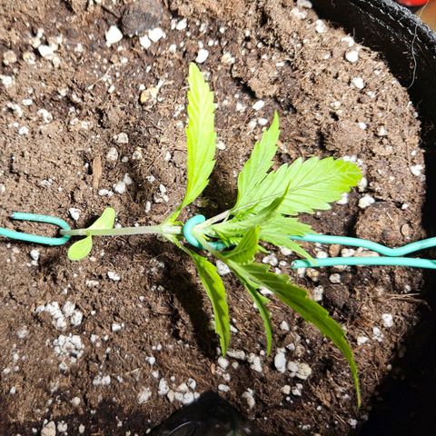 FastBuds Gelato growlog timeline photo