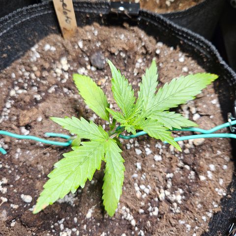 FastBuds Gelato growlog timeline photo