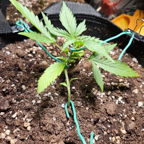 FastBuds Gelato growlog timeline photo