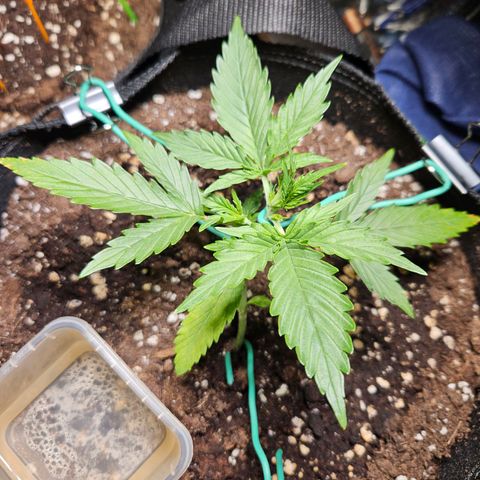 FastBuds Gelato growlog timeline photo
