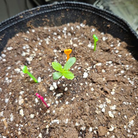 Zamnesia Sunset Sherbet  growlog timeline photo