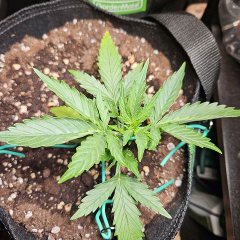FastBuds Gelato growlog timeline photo