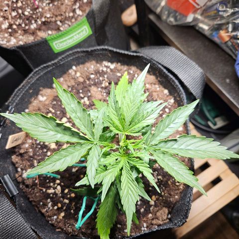 FastBuds Gelato growlog timeline photo