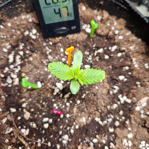 Zamnesia Sunset Sherbet  growlog timeline photo