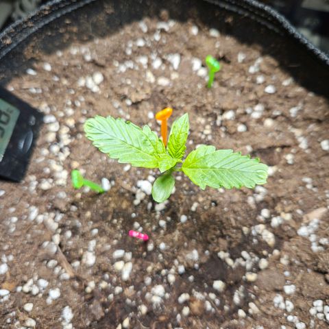 Zamnesia Sunset Sherbet  growlog timeline photo