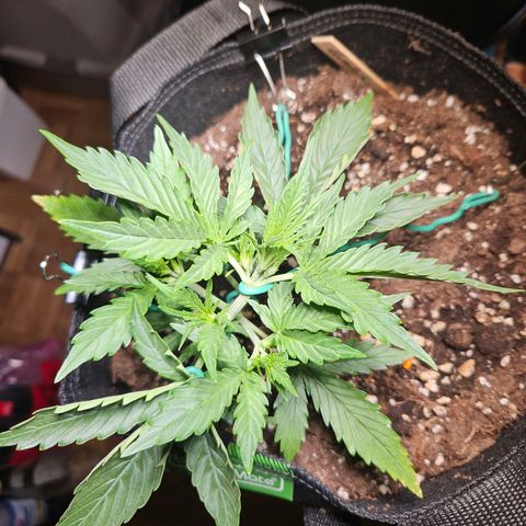 FastBuds Gelato growlog timeline photo