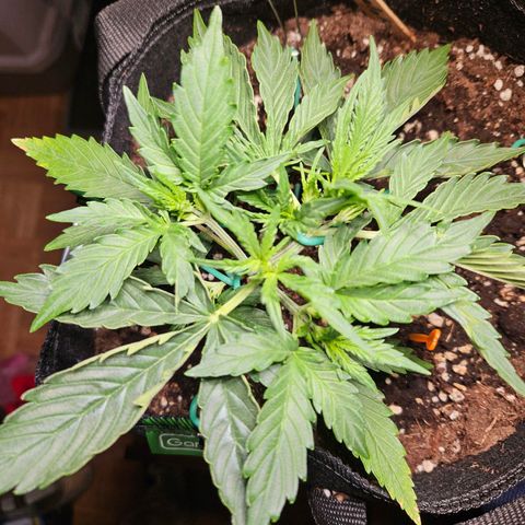 FastBuds Gelato growlog timeline photo