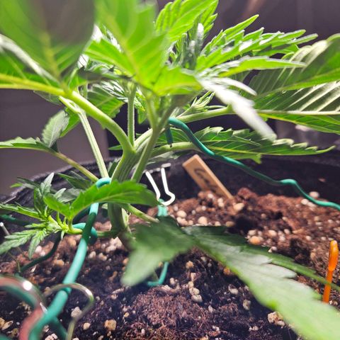FastBuds Gelato growlog timeline photo