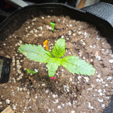 Zamnesia Sunset Sherbet  growlog timeline photo