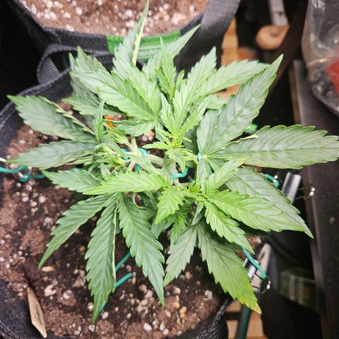 FastBuds Gelato growlog timeline photo