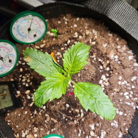 Zamnesia Sunset Sherbet  growlog timeline photo
