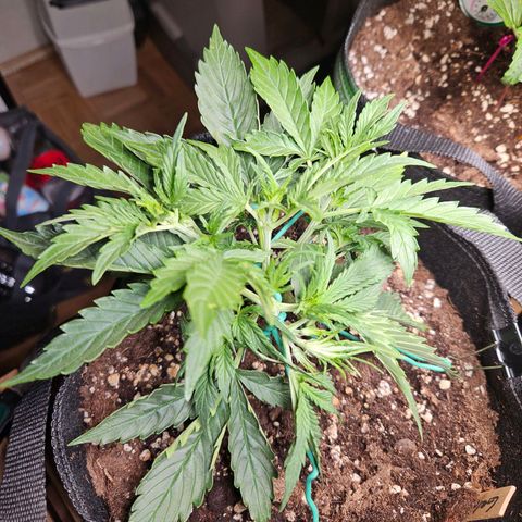 FastBuds Gelato growlog timeline photo