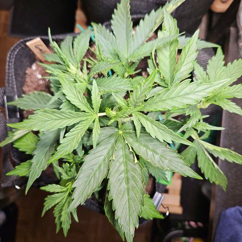 FastBuds Gelato growlog timeline photo