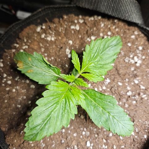 Zamnesia Sunset Sherbet  growlog timeline photo