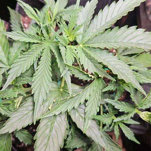 FastBuds Gelato growlog timeline photo