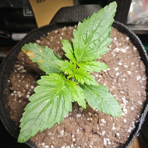 Zamnesia Sunset Sherbet  growlog timeline photo