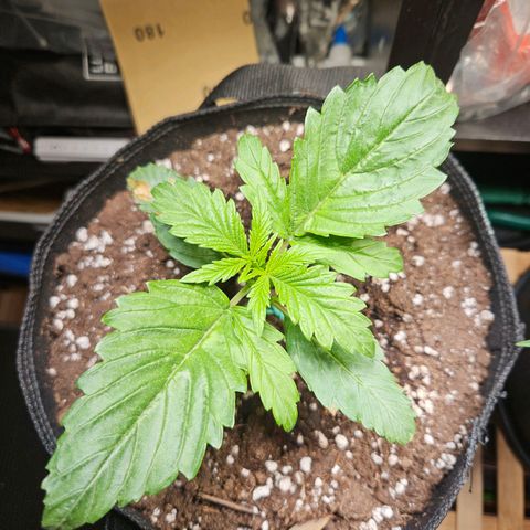 Zamnesia Sunset Sherbet  growlog timeline photo