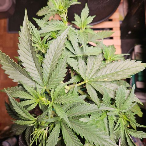 FastBuds Gelato growlog timeline photo