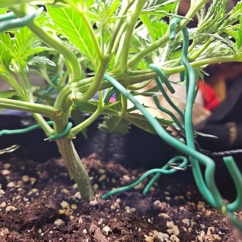 FastBuds Gelato growlog timeline photo