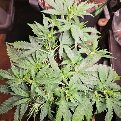 FastBuds Gelato growlog timeline photo