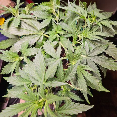 FastBuds Gelato growlog timeline photo