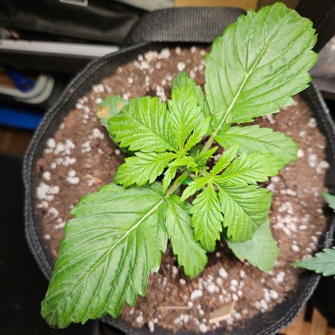 Zamnesia Sunset Sherbet  growlog timeline photo