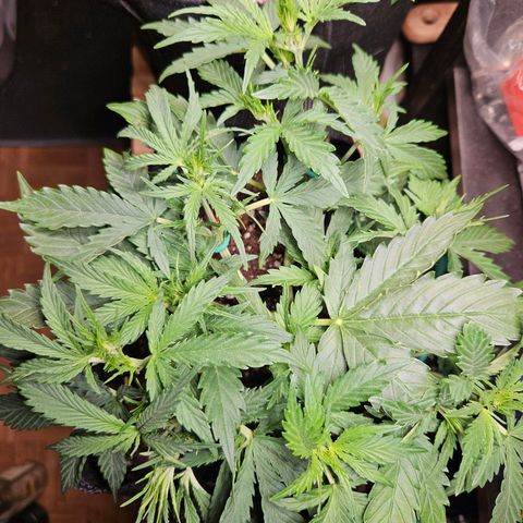 FastBuds Gelato growlog timeline photo