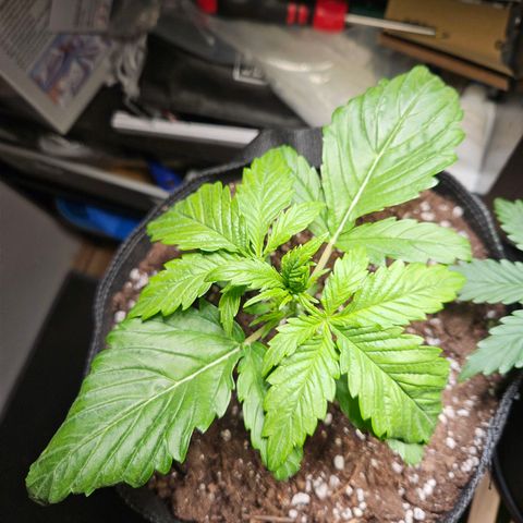 Zamnesia Sunset Sherbet  growlog timeline photo