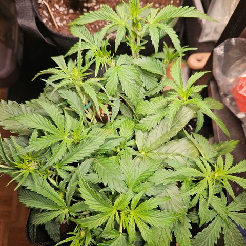 FastBuds Gelato growlog timeline photo