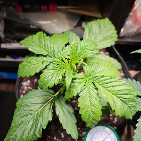 Zamnesia Sunset Sherbet  growlog timeline photo
