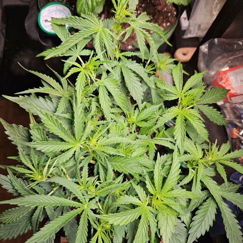 FastBuds Gelato growlog timeline photo