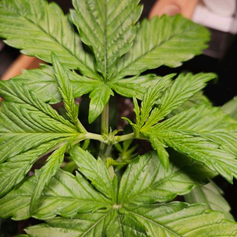 Zamnesia Sunset Sherbet  growlog photo: After topping