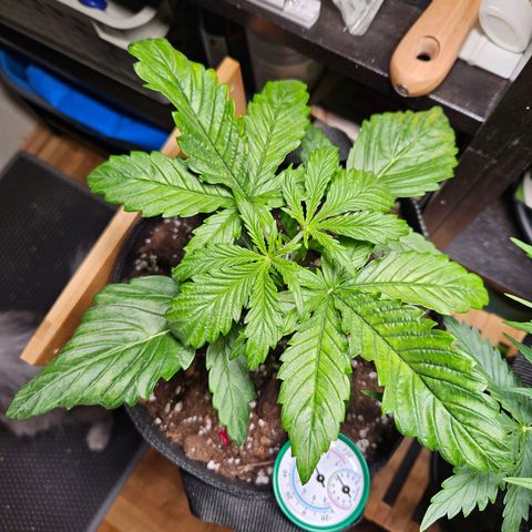 Zamnesia Sunset Sherbet  growlog timeline photo