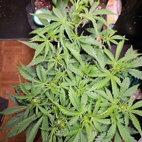 FastBuds Gelato growlog timeline photo