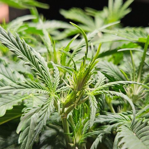 FastBuds Gelato growlog timeline photo