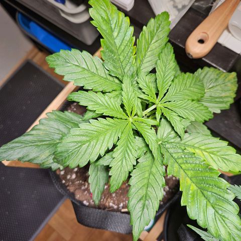 Zamnesia Sunset Sherbet  growlog timeline photo