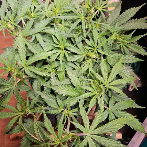 FastBuds Gelato growlog timeline photo