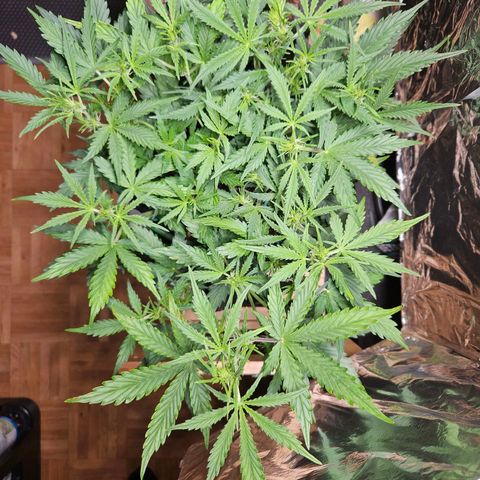 FastBuds Gelato growlog timeline photo