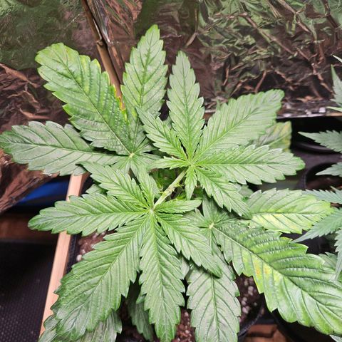 Zamnesia Sunset Sherbet  growlog timeline photo