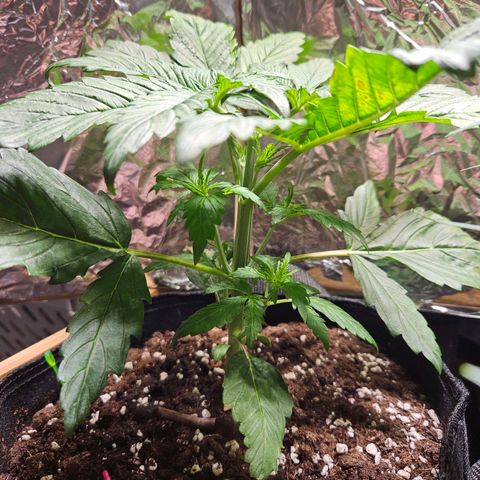 Zamnesia Sunset Sherbet  growlog timeline photo