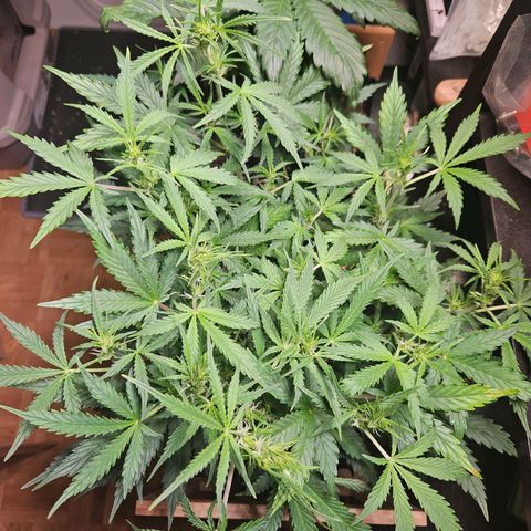 FastBuds Gelato growlog timeline photo
