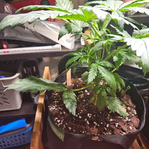 Zamnesia Sunset Sherbet  growlog timeline photo