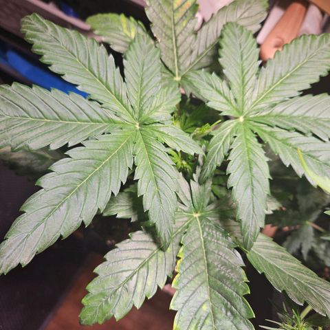 Zamnesia Sunset Sherbet  growlog timeline photo