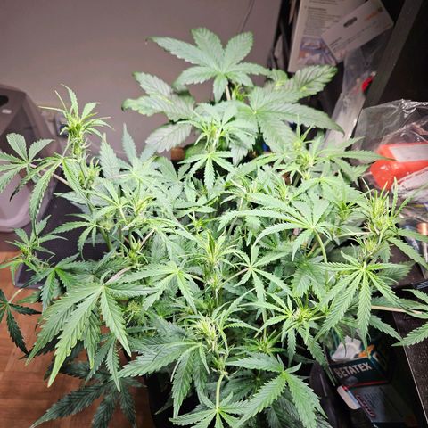 FastBuds Gelato growlog timeline photo