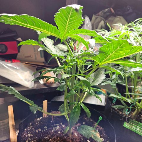 Zamnesia Sunset Sherbet  growlog timeline photo