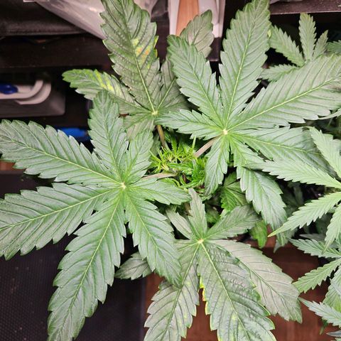Zamnesia Sunset Sherbet  growlog timeline photo