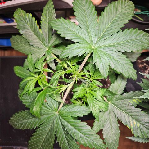 Zamnesia Sunset Sherbet  growlog timeline photo