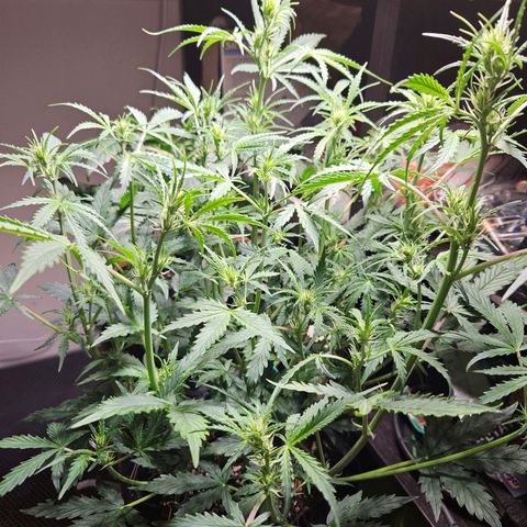 FastBuds Gelato growlog timeline photo