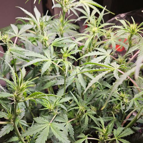 FastBuds Gelato growlog timeline photo