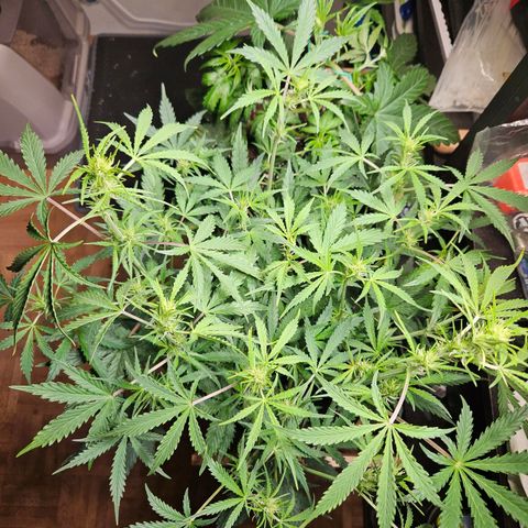 FastBuds Gelato growlog timeline photo